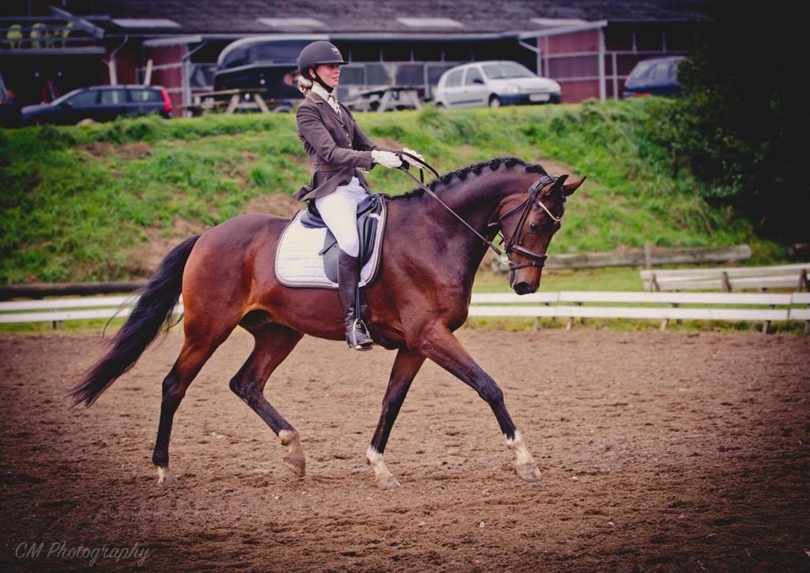 Dansk Varmblod Demi af Hedensminde billede 3