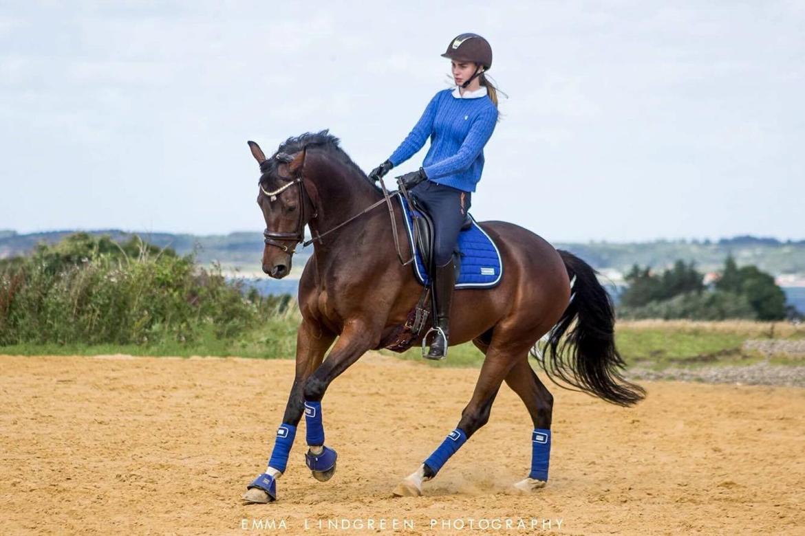 Dansk Varmblod Demi af Hedensminde billede 2