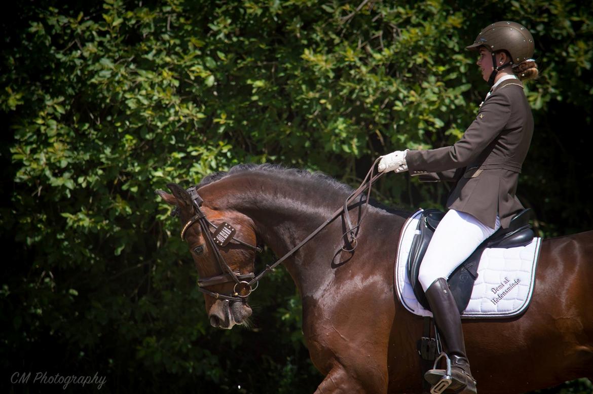 Dansk Varmblod Demi af Hedensminde billede 12