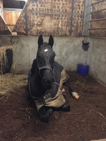 Oldenborg Gaardens Manfred (tidl. hest)  billede 1