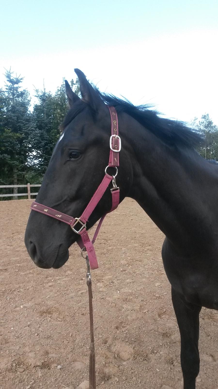 Oldenborg Gaardens Manfred (tidl. hest)  billede 2
