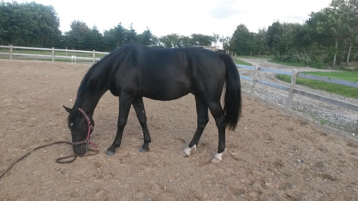 Oldenborg Gaardens Manfred (tidl. hest)  billede 3