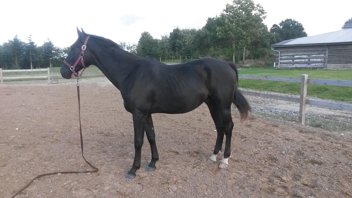 Oldenborg Gaardens Manfred (tidl. hest)  billede 4