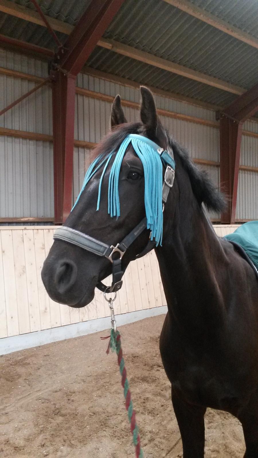 Oldenborg Gaardens Manfred (tidl. hest)  billede 5