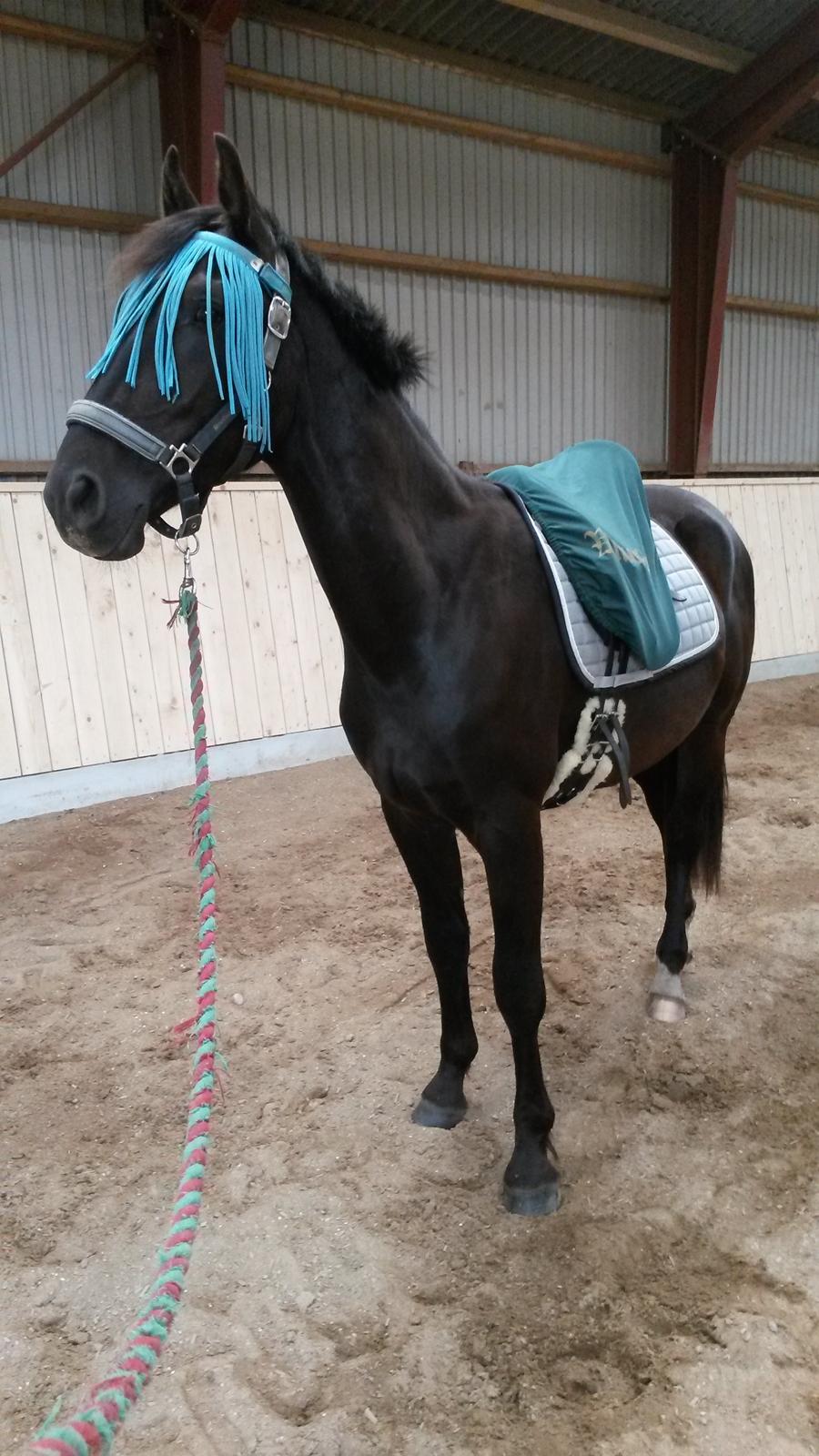 Oldenborg Gaardens Manfred (tidl. hest)  billede 6