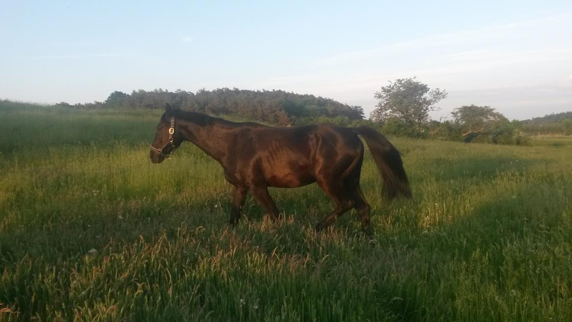 Oldenborg Gaardens Manfred (tidl. hest)  billede 8
