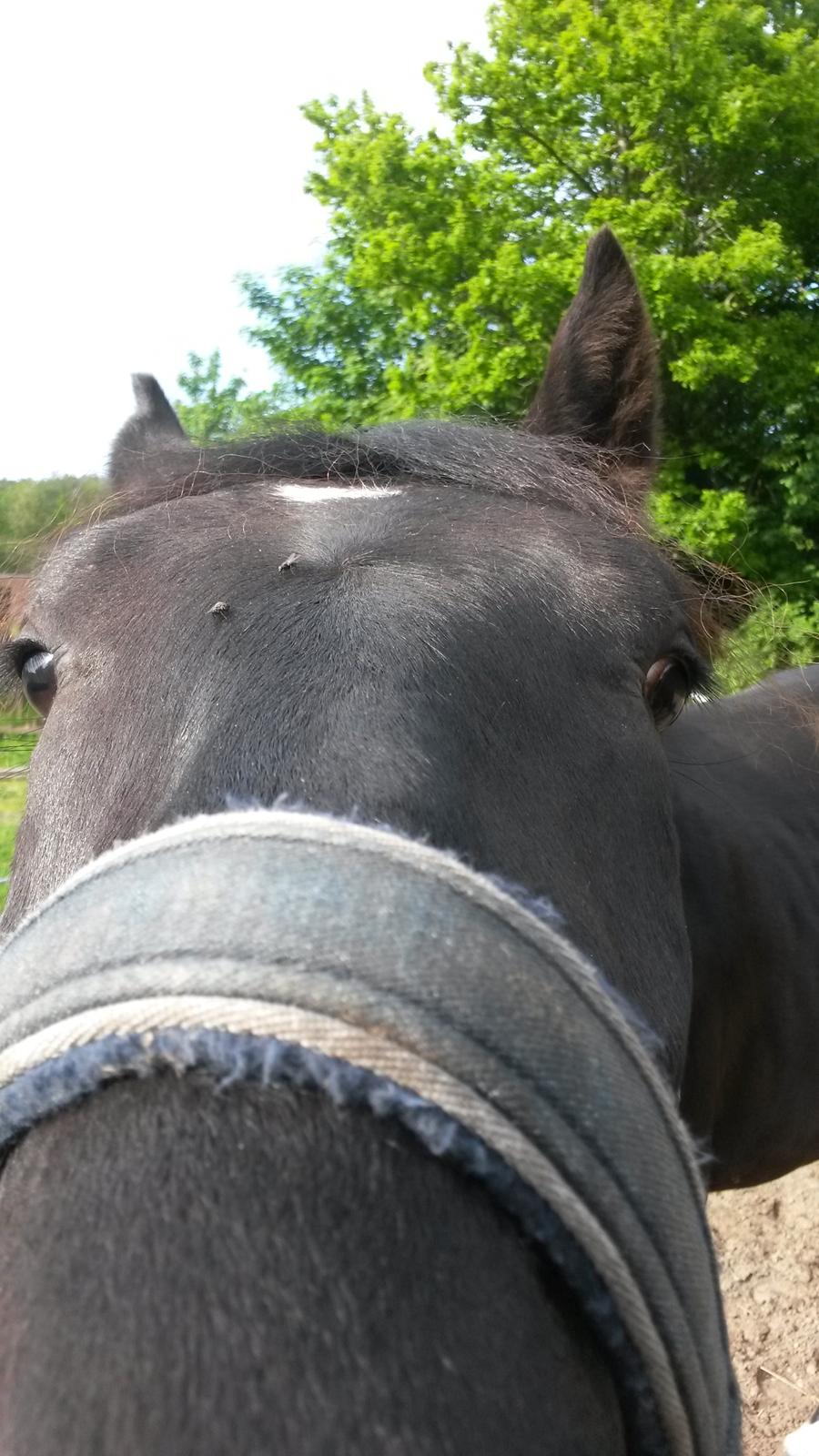 Oldenborg Gaardens Manfred (tidl. hest)  billede 9