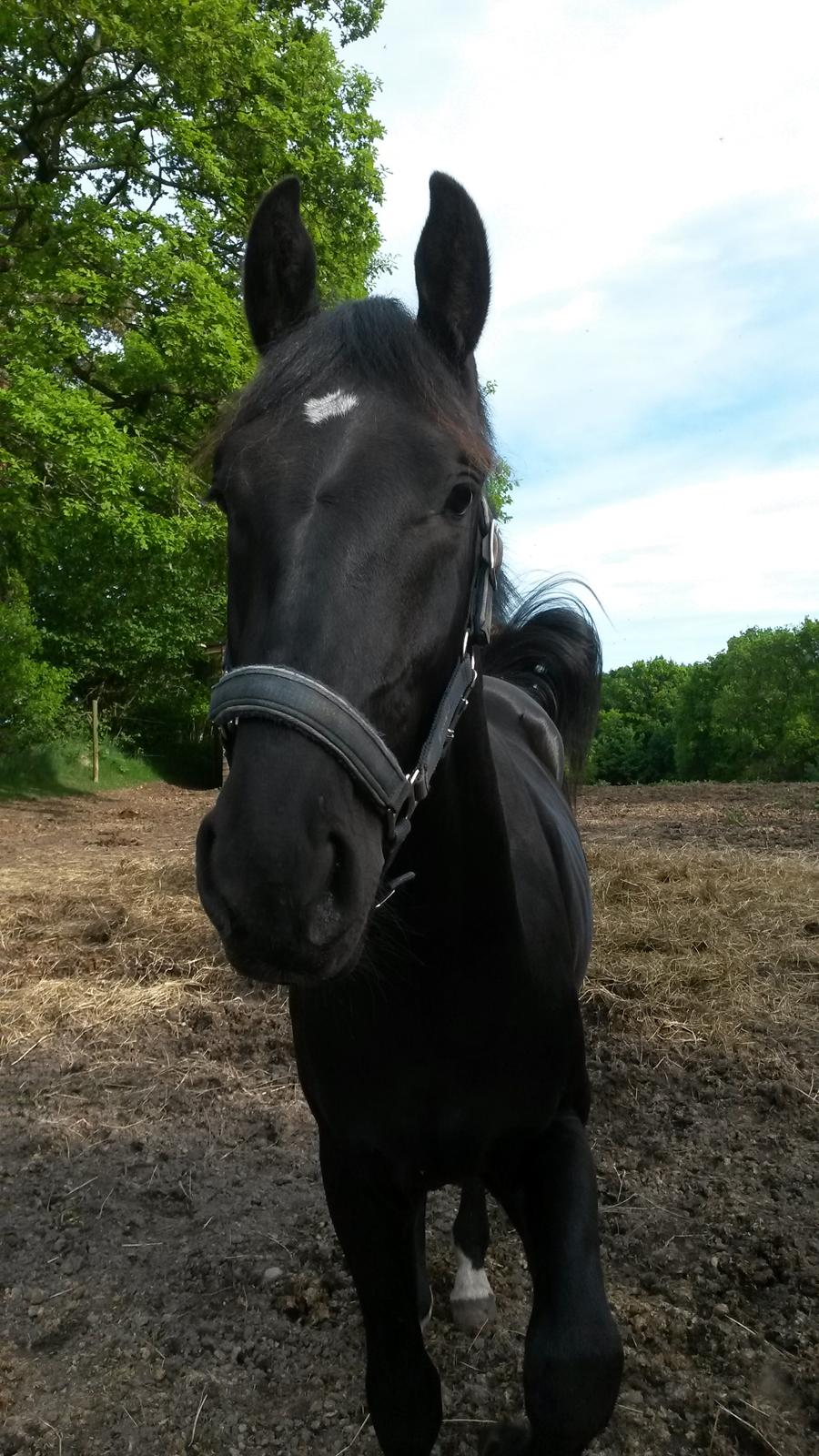 Oldenborg Gaardens Manfred (tidl. hest)  billede 10