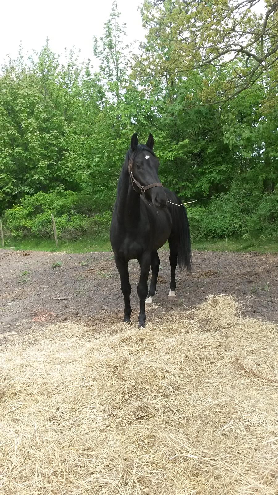 Oldenborg Gaardens Manfred (tidl. hest)  billede 11
