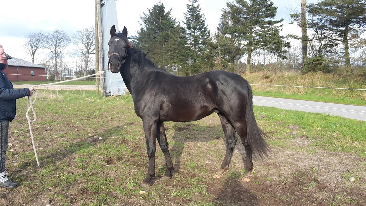 Oldenborg Gaardens Manfred (tidl. hest)  billede 12