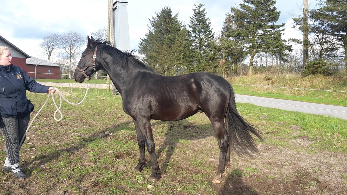 Oldenborg Gaardens Manfred (tidl. hest)  billede 13