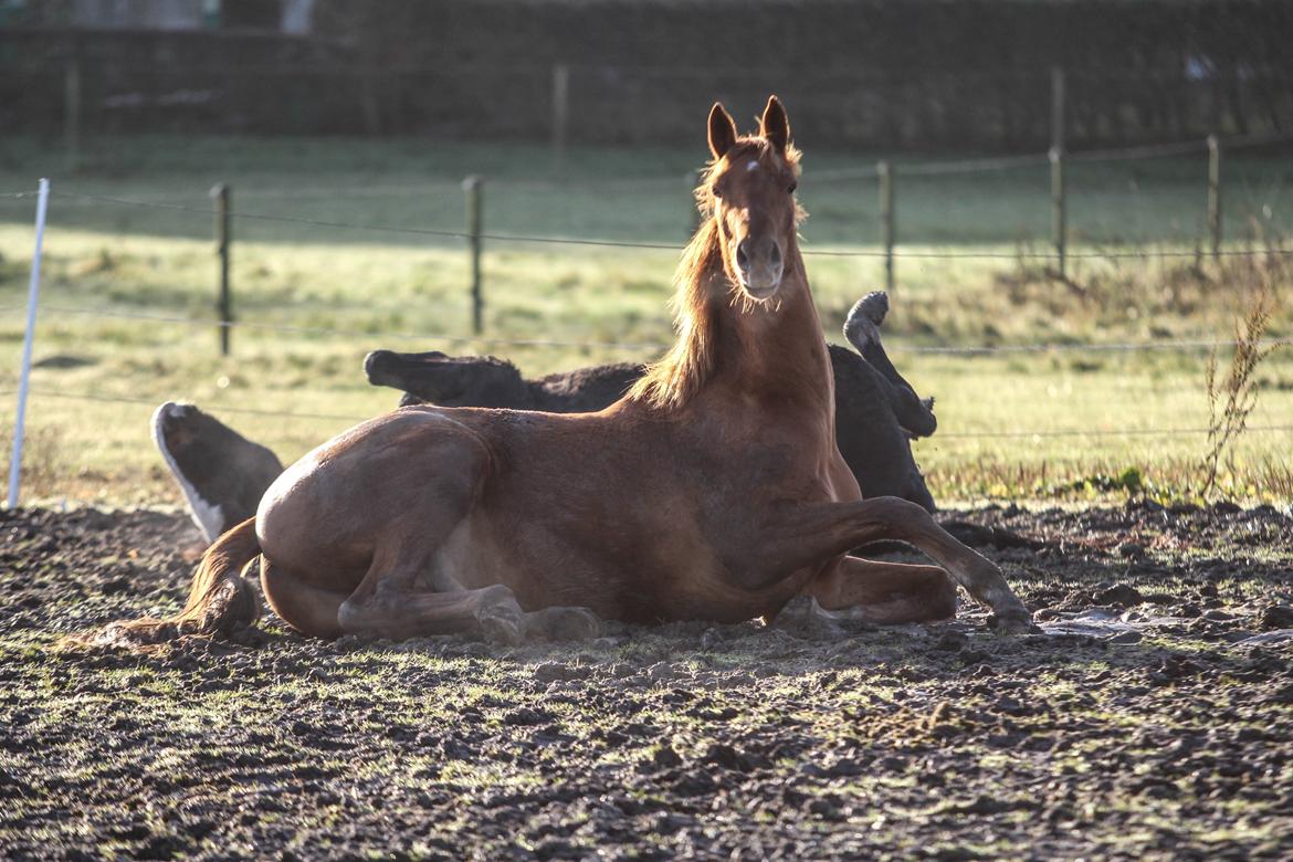 Dansk Varmblod Coco Pops billede 13