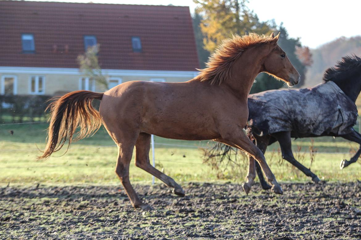 Dansk Varmblod Coco Pops billede 6