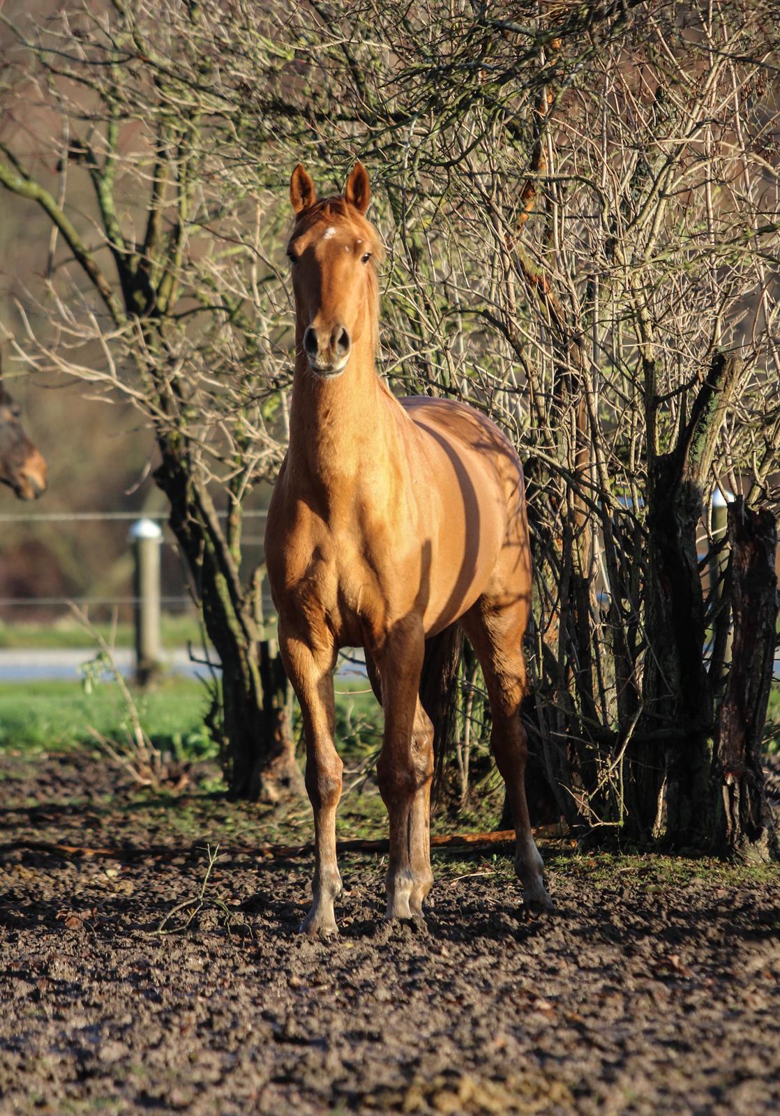 Dansk Varmblod Coco Pops billede 9