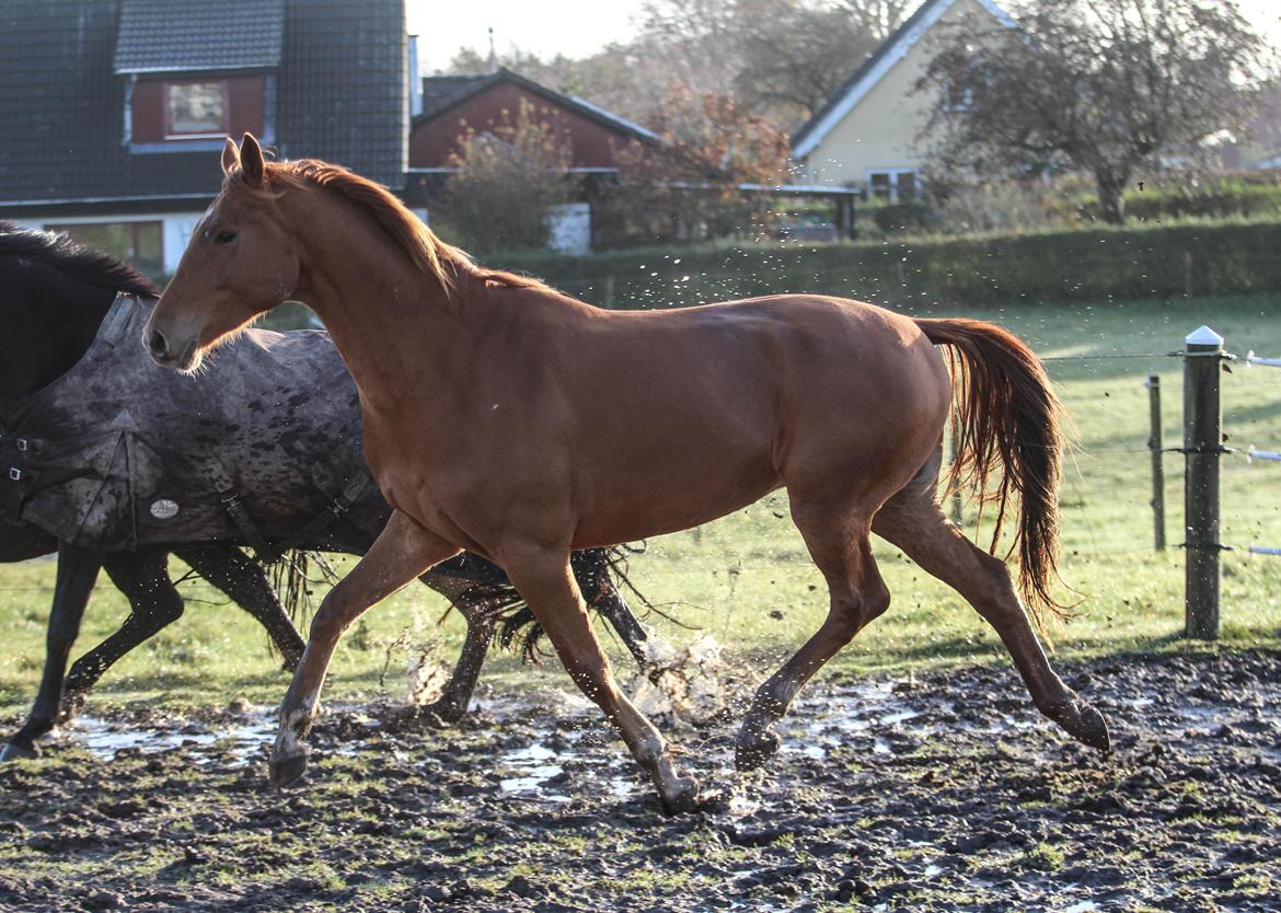 Dansk Varmblod Coco Pops billede 11