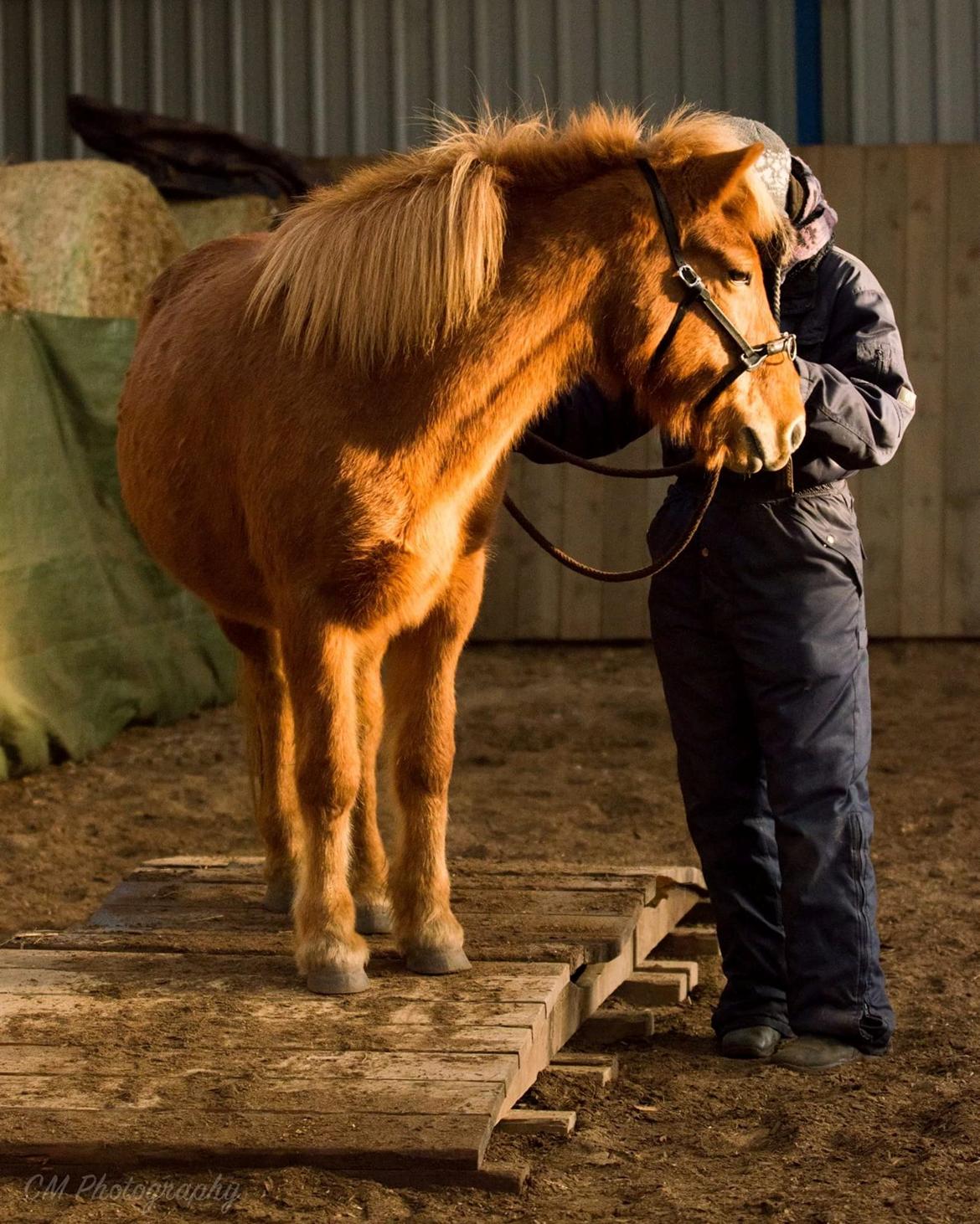 Islænder Röskva fra Dejbjerg - 12.11 2016 Röskvas 1. tur på rigtige forhindringer - Min seje pony-pige billede 2