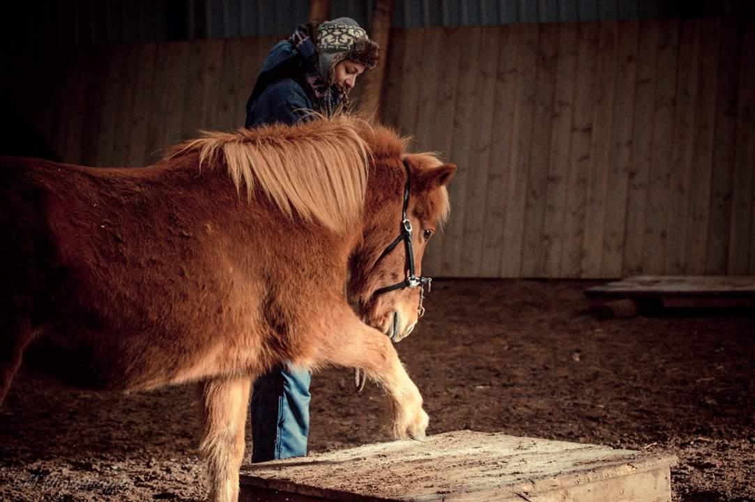 Islænder Röskva fra Dejbjerg - 12.11 2016 Röskvas 1. tur på rigtige forhindringer - Min seje pony-pige billede 6
