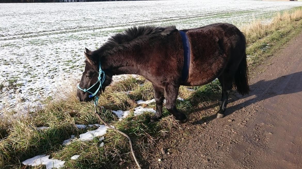 Shetlænder Bellis - Vi øver i at gå tur og i at have forskelligt udstyr på. Med tiden skal vi ud at køre med sulky :) billede 6
