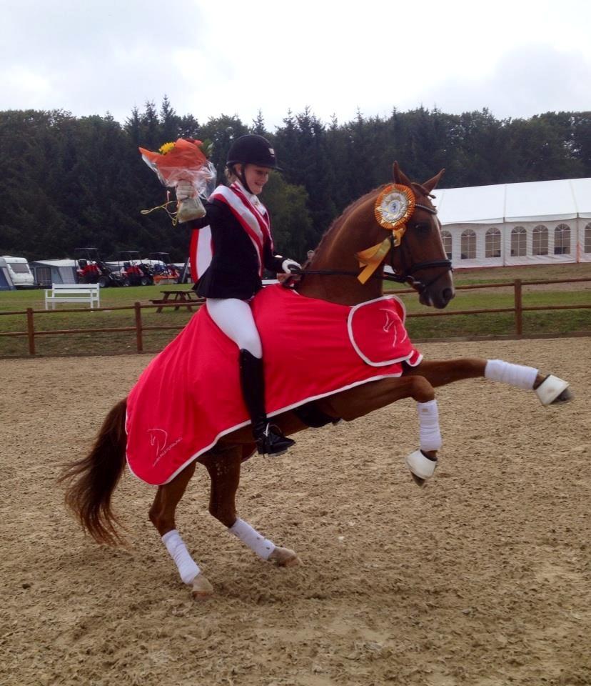 Tysk Sportspony FB Gangster A Pony - DM hold 2015 billede 2