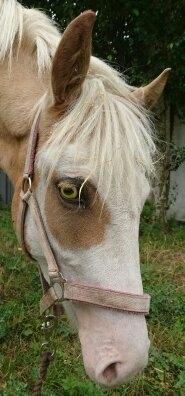 Palomino Golden Sunshine - sunshine meget alvogligt syg fra den 14.8.2016 billede 31