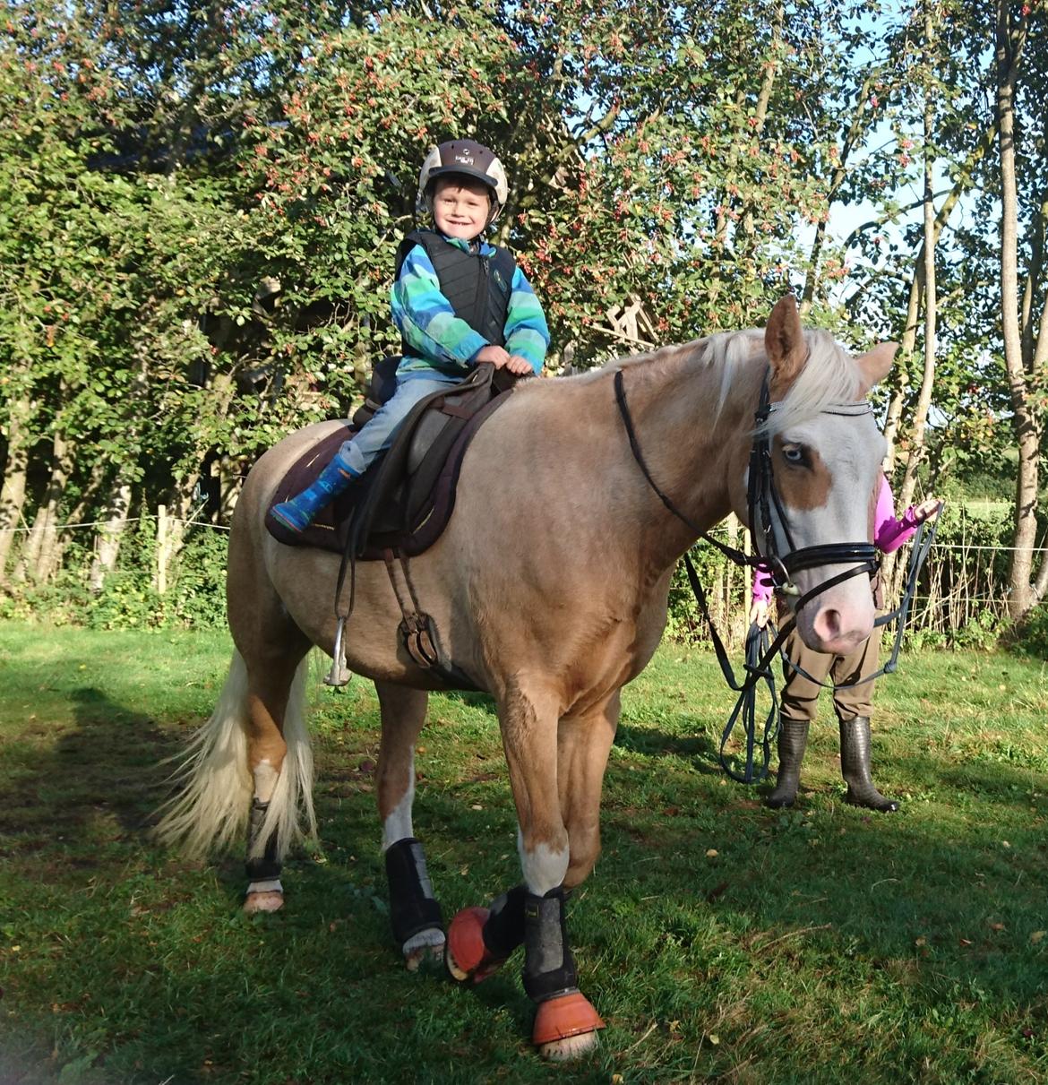 Palomino Golden Sunshine billede 34