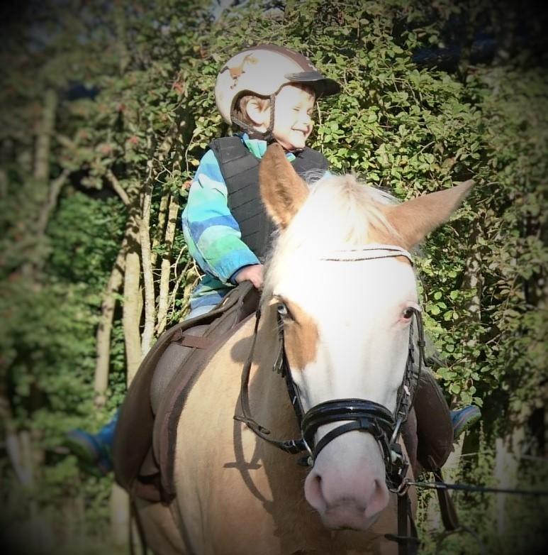 Palomino Golden Sunshine billede 35