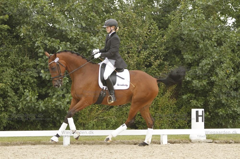 Dansk Varmblod La Di Da billede 10