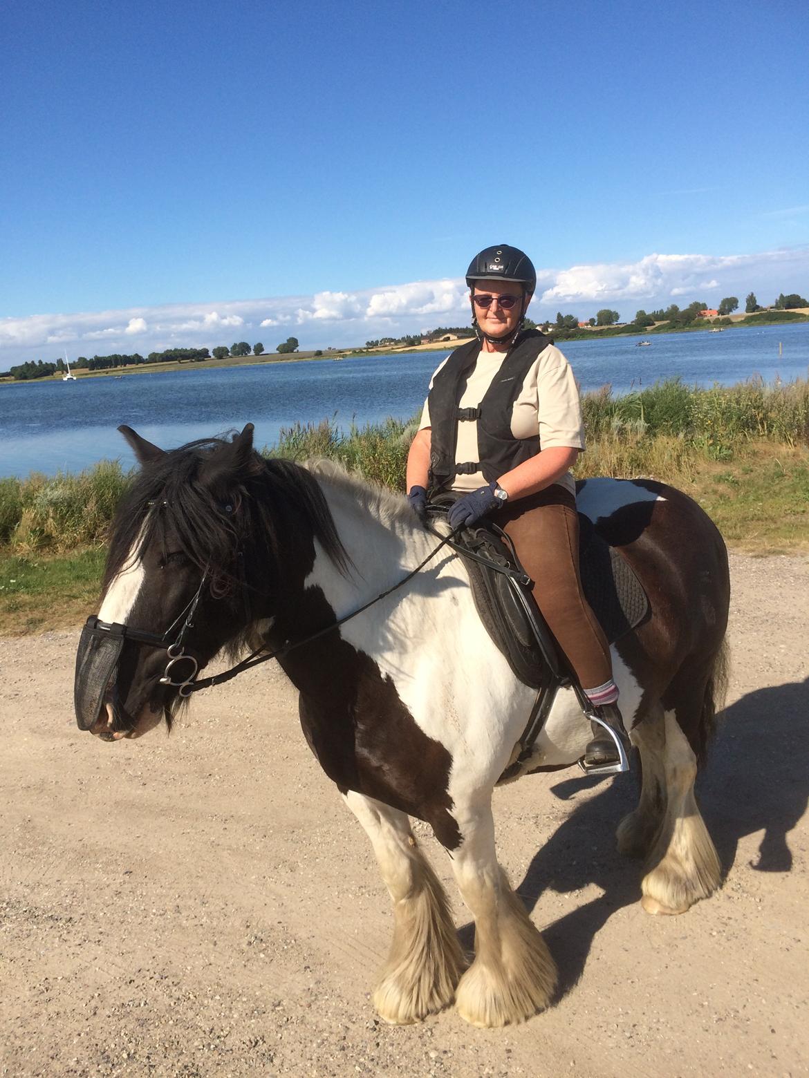 Irish Cob Romanys Cashel billede 9