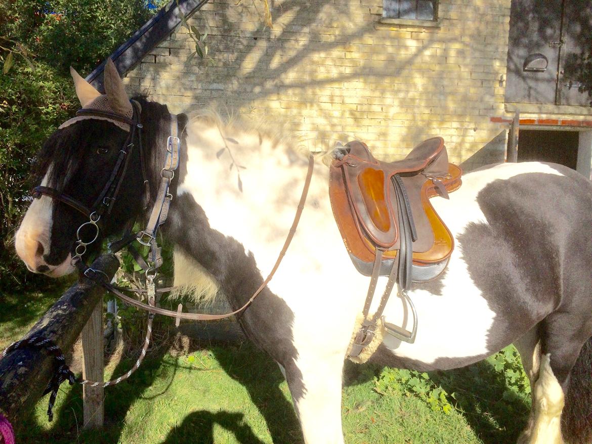 Irish Cob Romanys Cashel billede 10