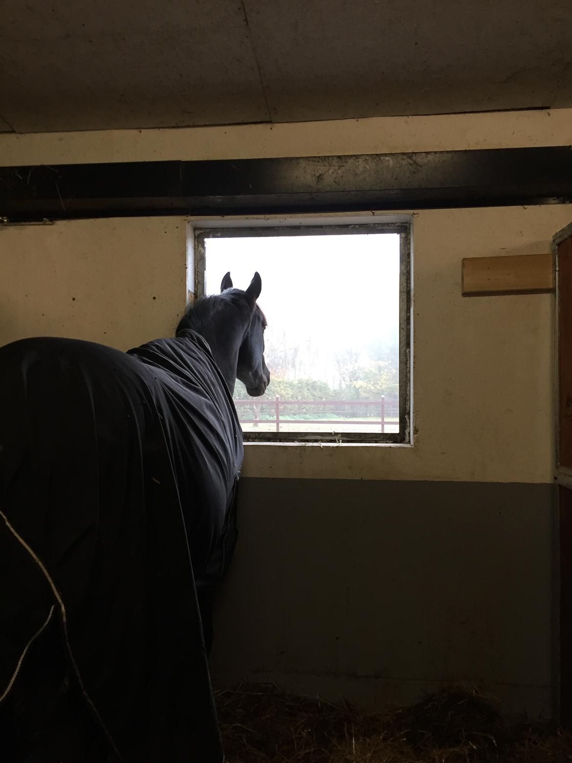 Oldenborg Sandokan Star billede 5