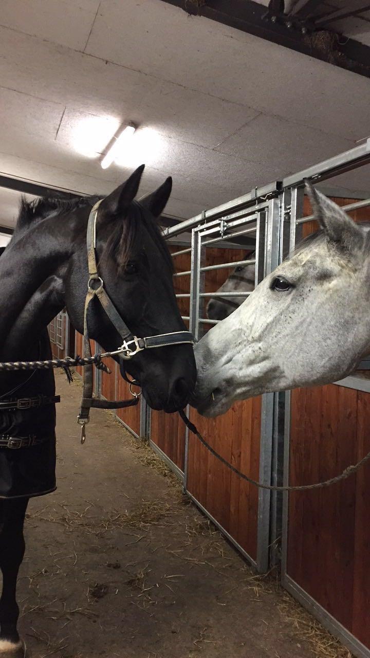 Oldenborg Sandokan Star billede 3