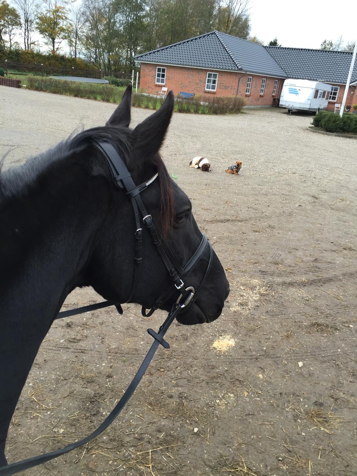 Oldenborg Sandokan Star billede 4