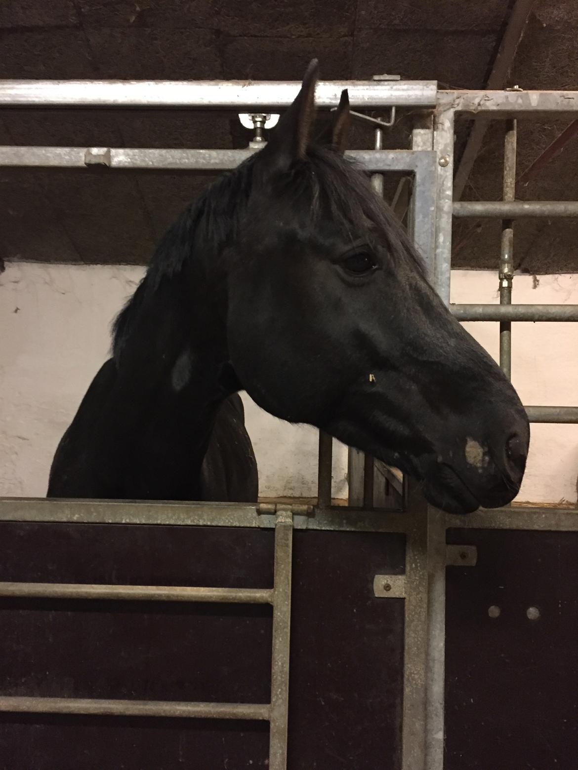 Oldenborg Sandokan Star billede 9