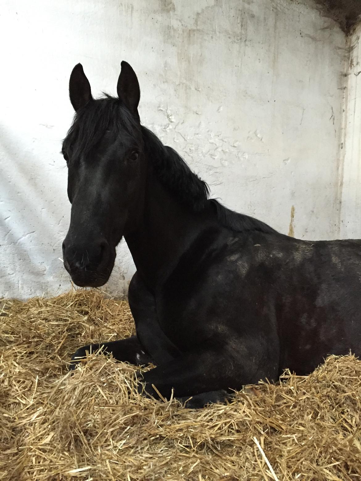 Oldenborg Sandokan Star billede 10