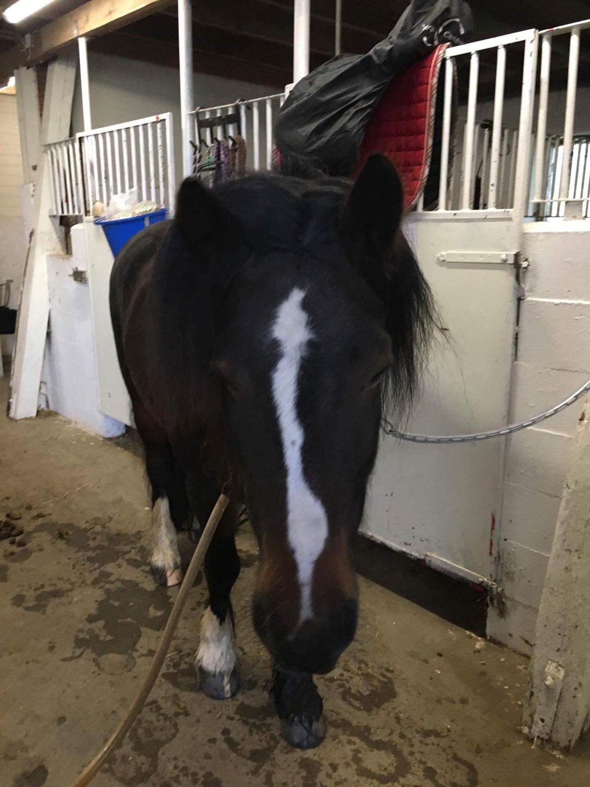 Anden særlig race Anton Berg billede 13