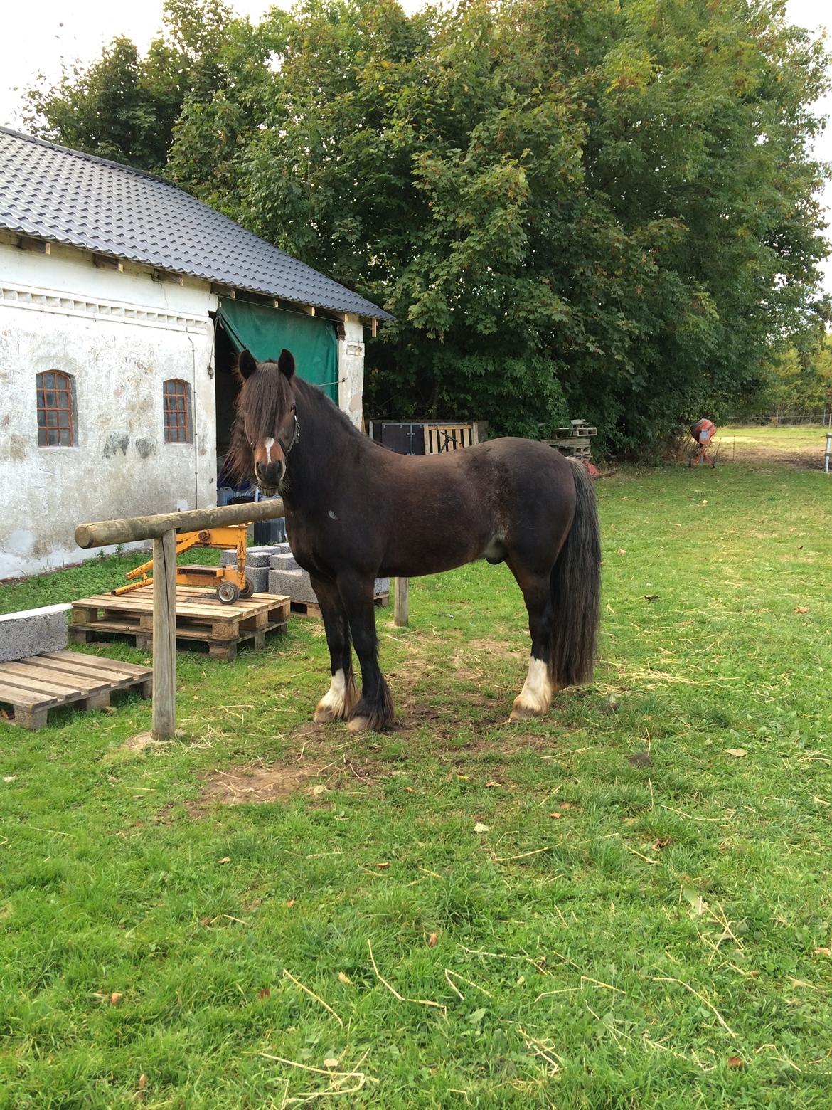 Anden særlig race Anton Berg billede 14