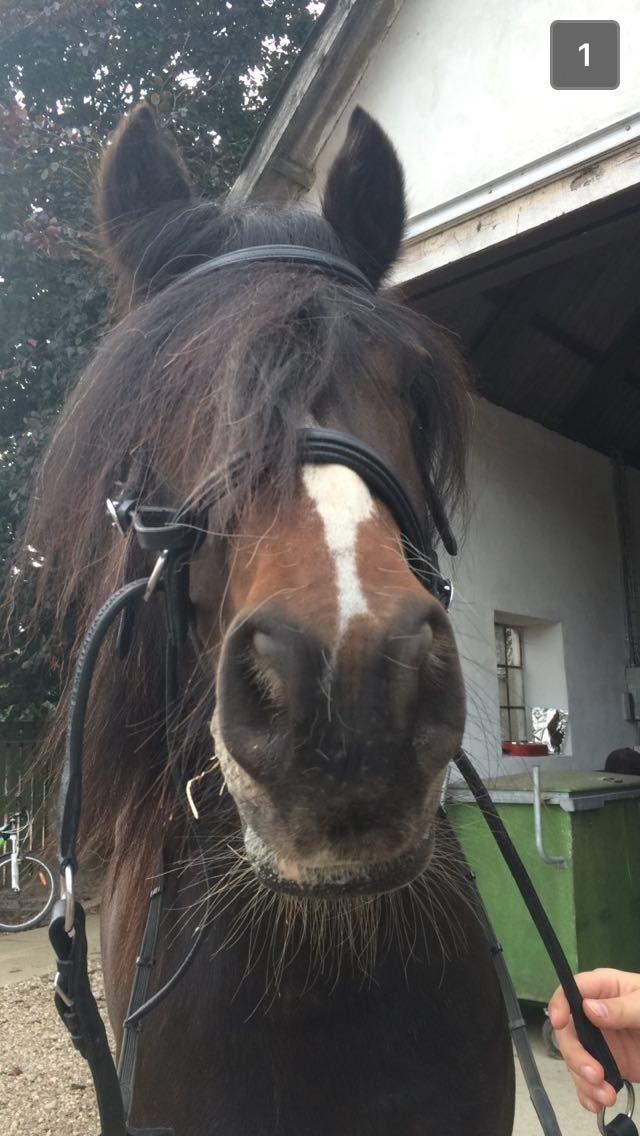 Anden særlig race Anton Berg billede 15