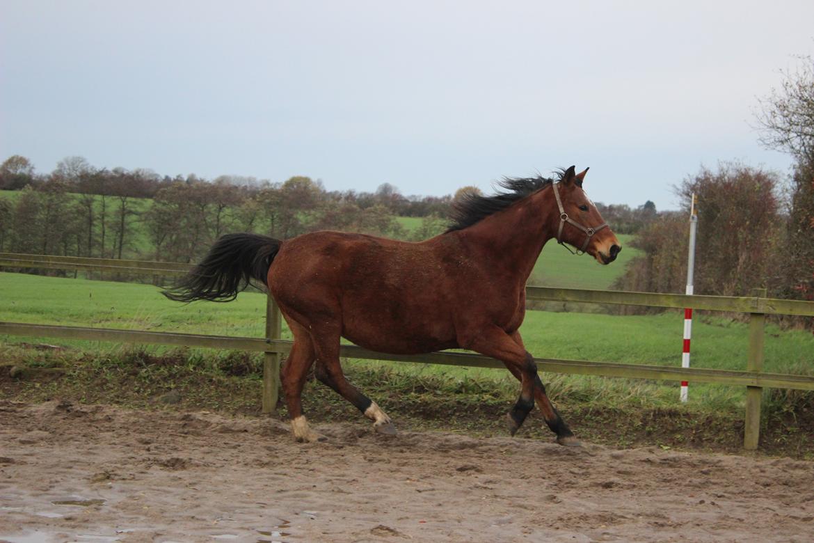 Anden særlig race Bacardi (The Lady <3) billede 30