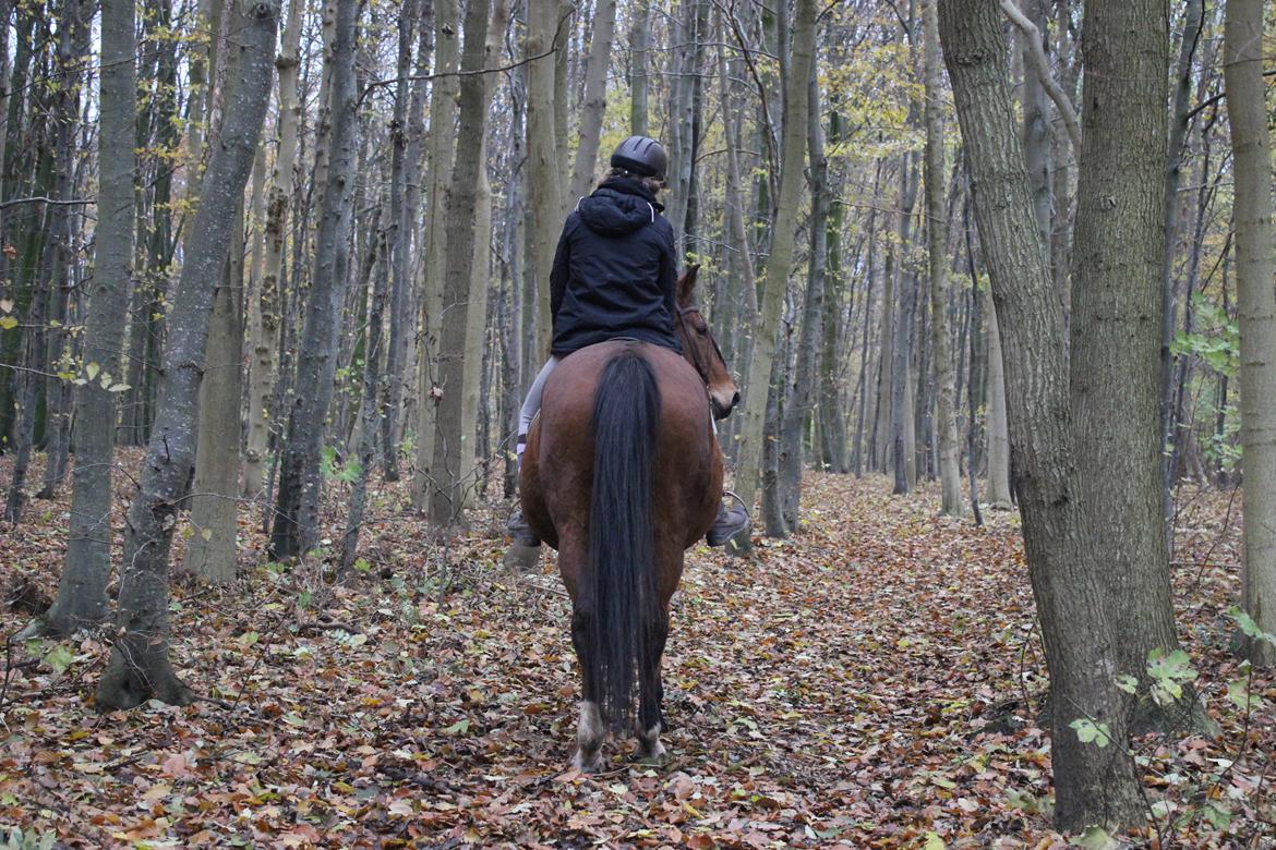 Anden særlig race Bacardi (The Lady <3) billede 38