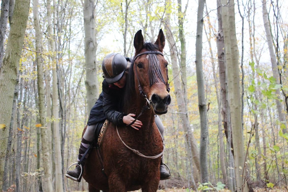 Anden særlig race Bacardi (The Lady <3) billede 20