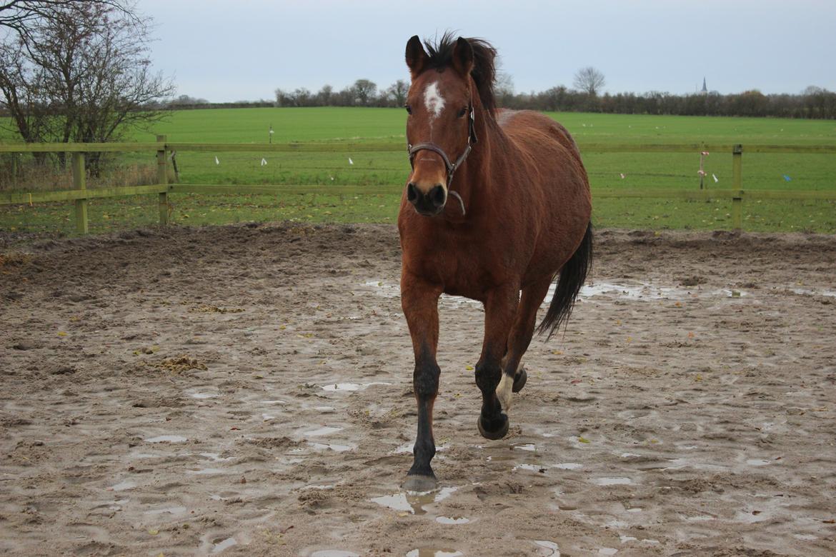 Anden særlig race Bacardi (The Lady <3) billede 1