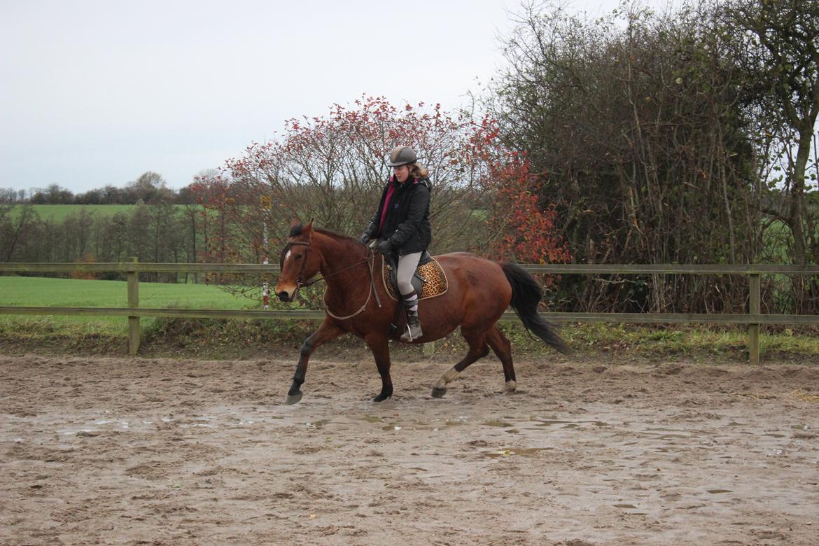 Anden særlig race Bacardi (The Lady <3) billede 17