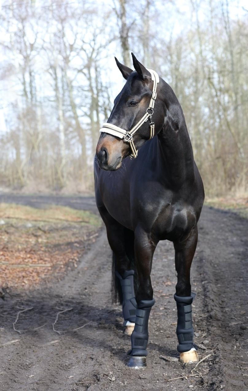 Dansk Varmblod Drisdal's Flying Thyson - Thyson som model for Scan-Horse efterårs kollektion 2016 billede 1