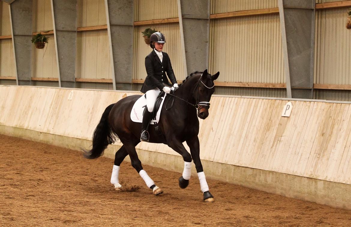 Dansk Varmblod Drisdal's Flying Thyson billede 2