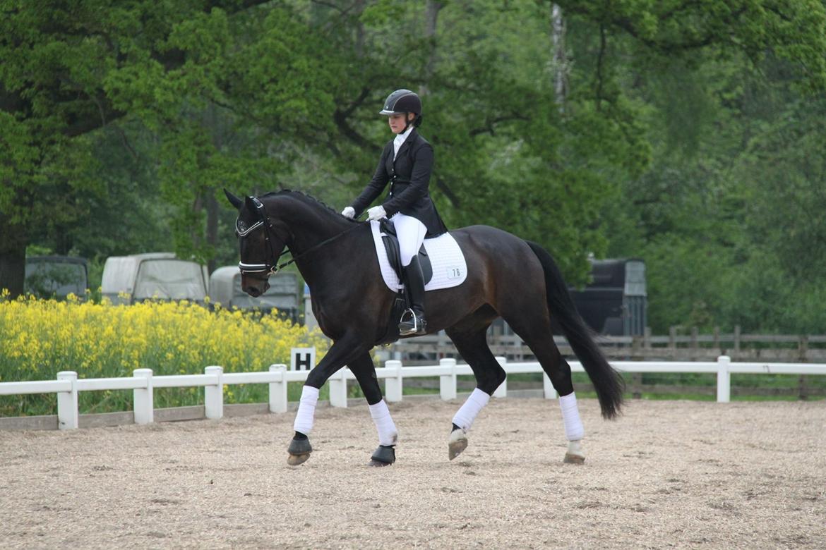 Dansk Varmblod Drisdal's Flying Thyson billede 19