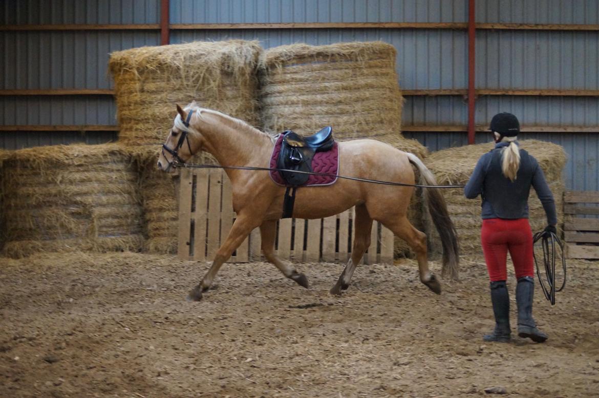 Palomino Hedegaards Colmar Blue billede 6