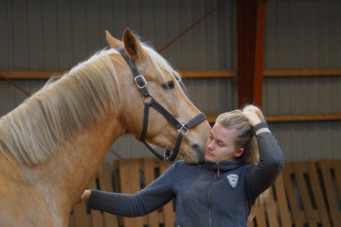 Palomino Hedegaards Colmar Blue billede 11