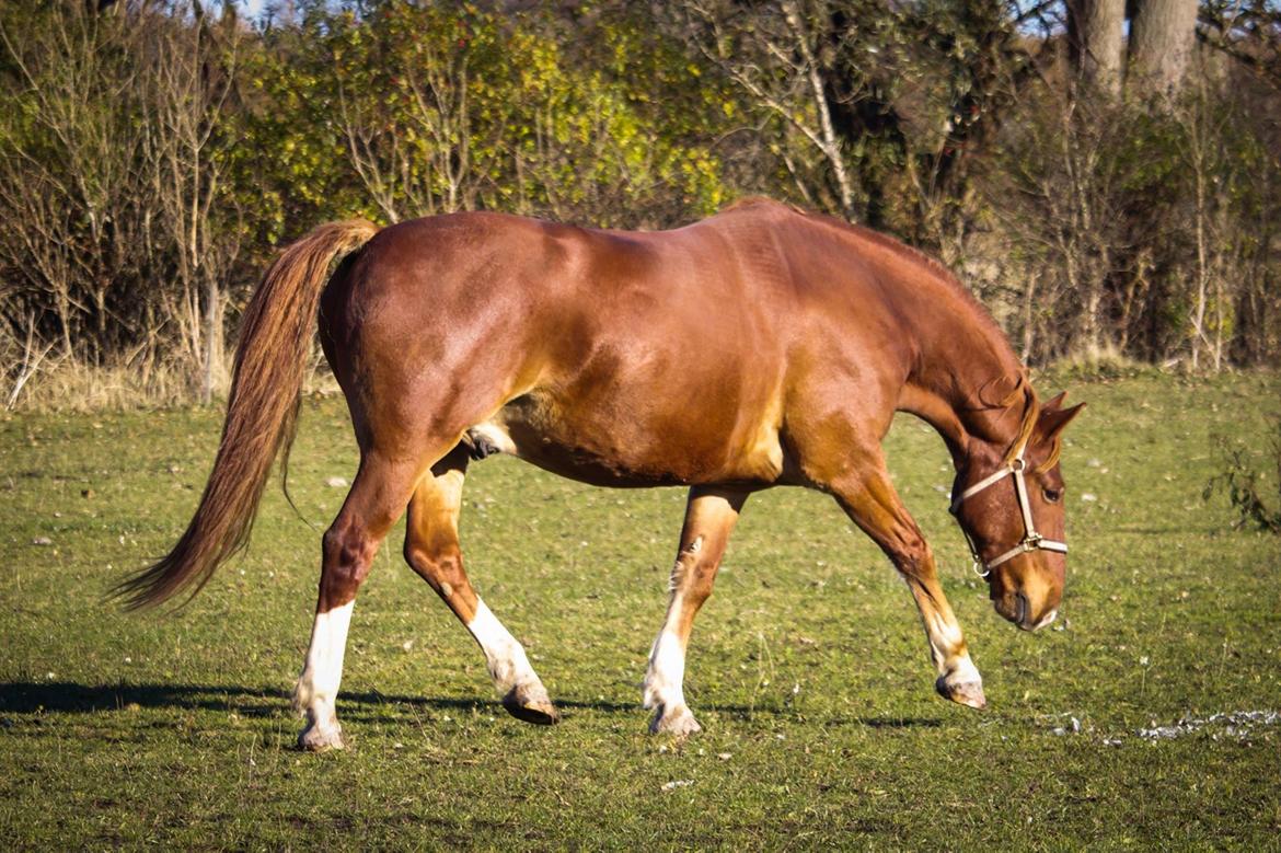 Frederiksborg Aslan billede 5