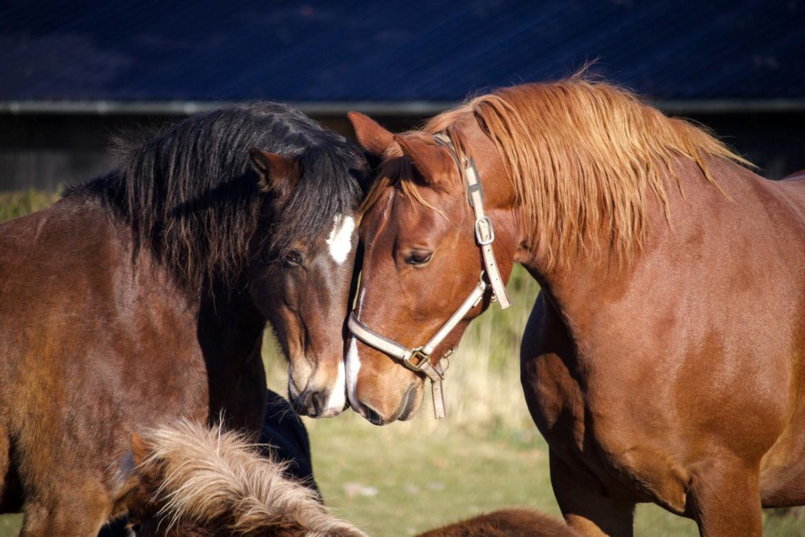 Frederiksborg Aslan - Han er så mild en sjæl  billede 18
