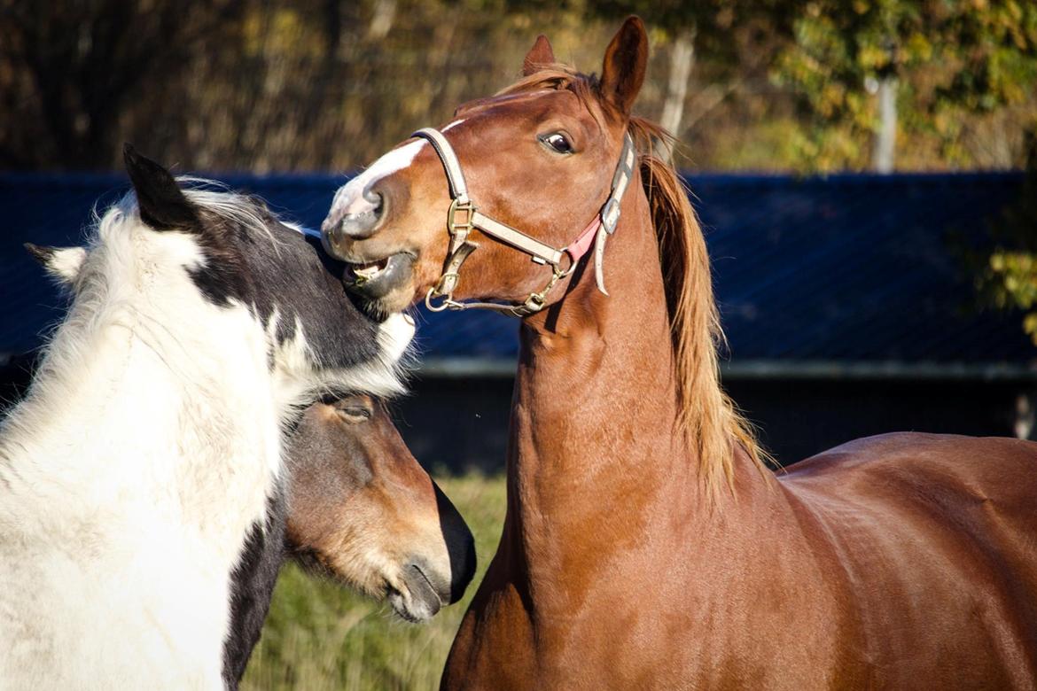Frederiksborg Aslan - Vi leger lige lidt med de nye venner billede 12